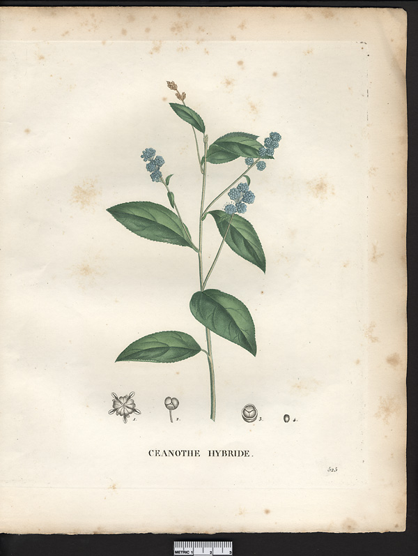 Ceanothus hybridus, ceanothus americanus