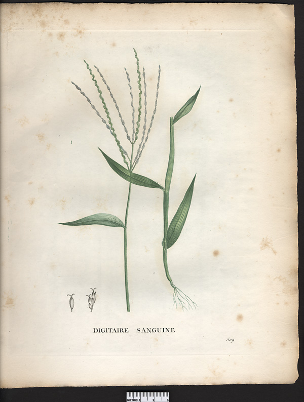 Digitaria sanguinalis