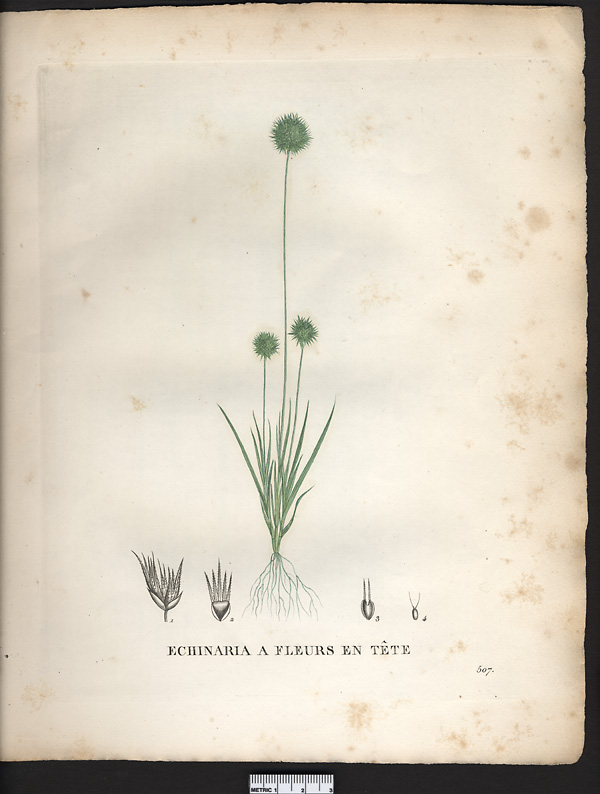 Echinaria capitata, cenchrus capitatus