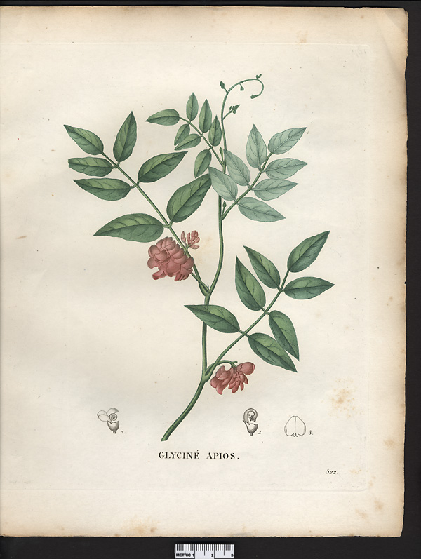 Glycine apios, apios americana