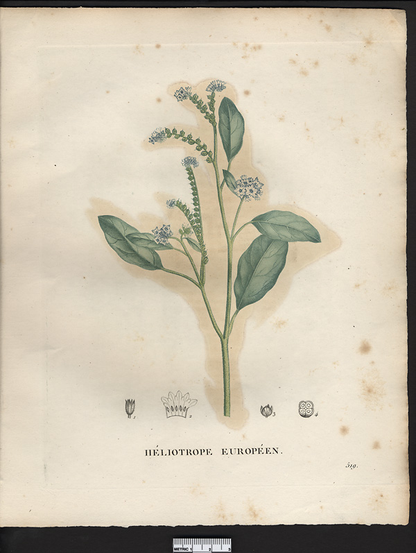 Heliotropium europaeum