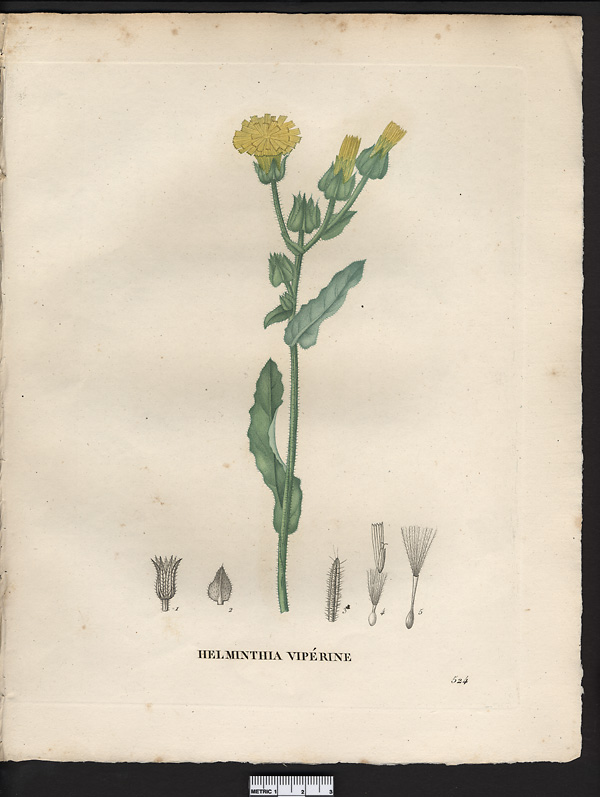 Helminthia echioides, picris echioides