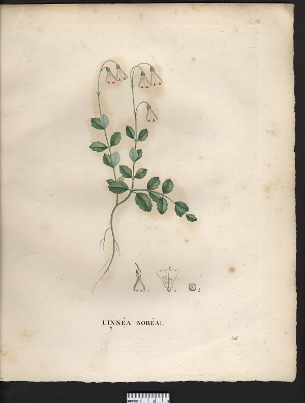 Linnaea borealis
