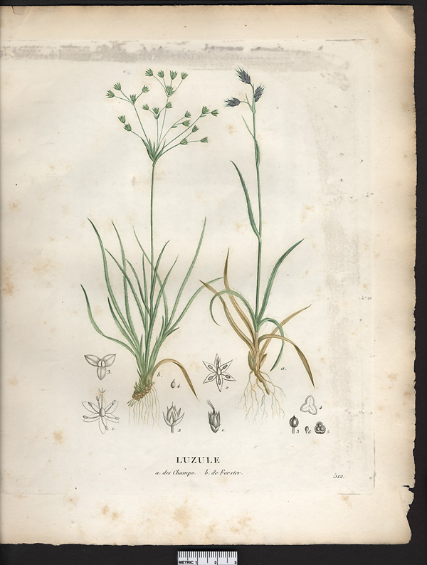Luzula campestris (juncus)