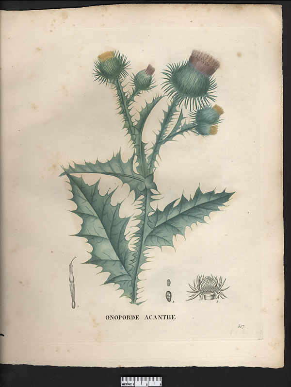 Onopordum acanthium