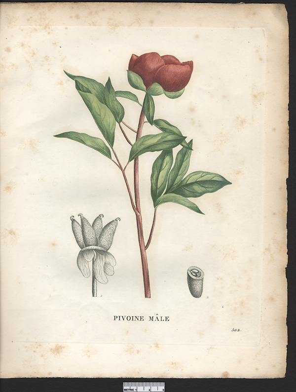 Paeonia mascula