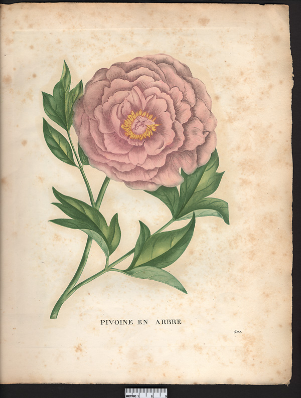 Paeonia moutan, paeonia suffruticosa