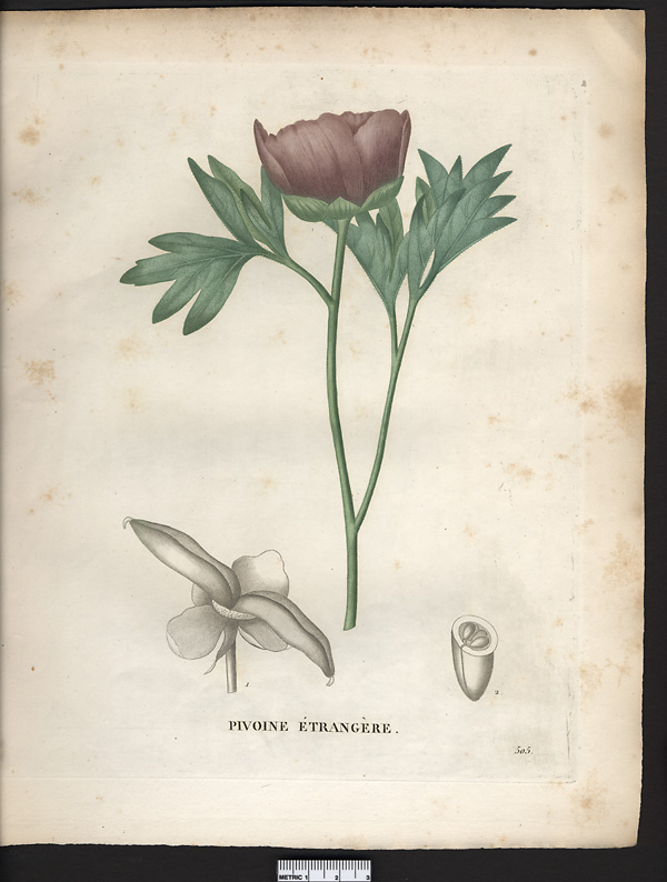Paeonia peregrina