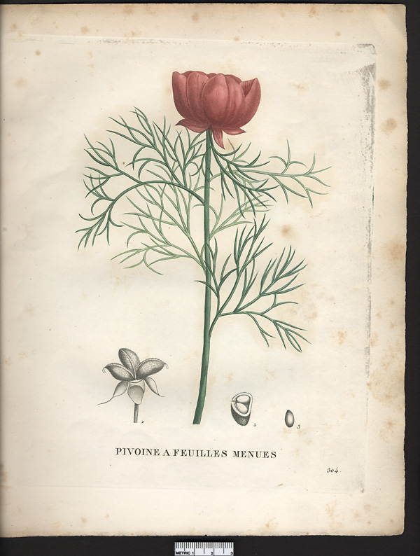 Paeonia tenuifolia