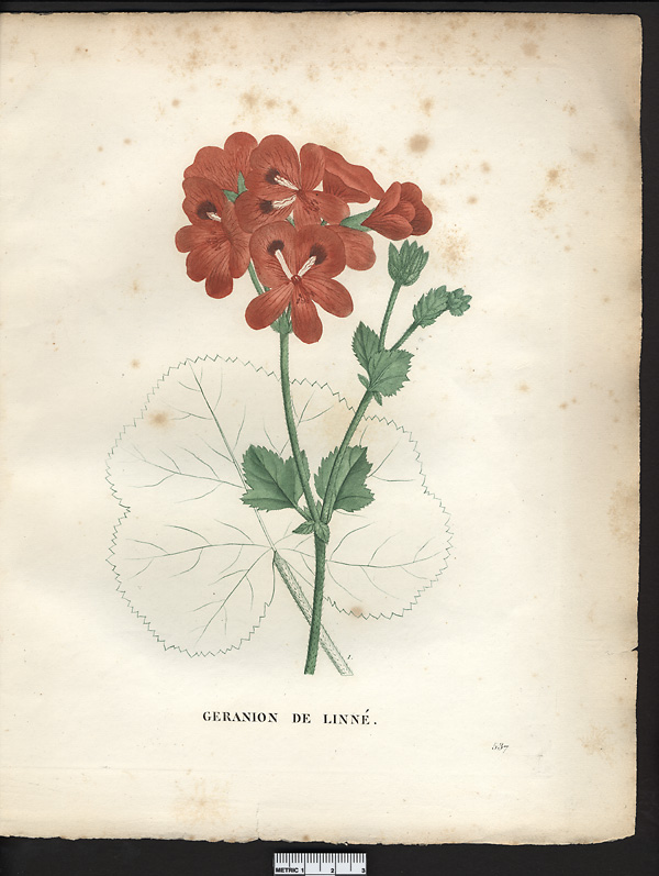 Pelargonium linnaei, geranium