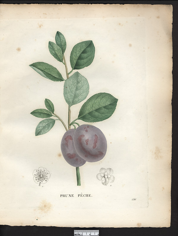 Prunus domestica 001