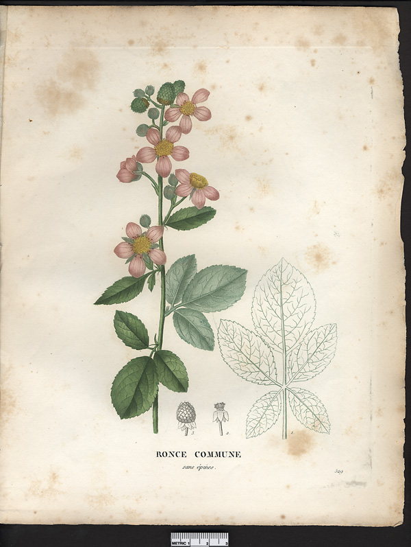 Rubus fruticosus