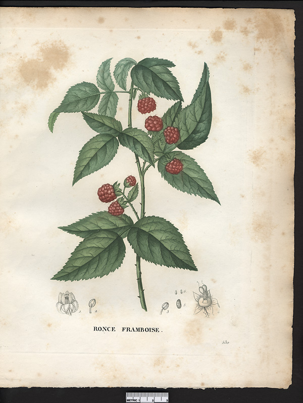 Rubus idaeus