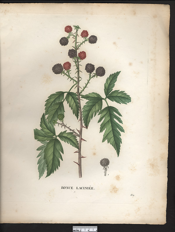 Rubus laciniatus