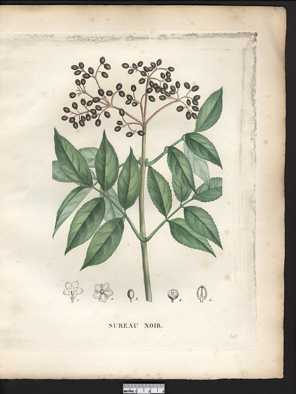 Sambucus nigra