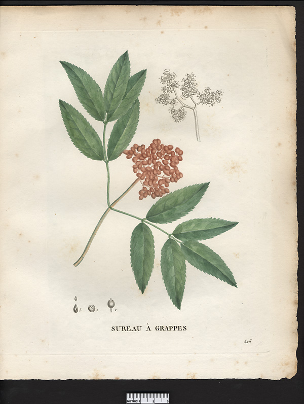 Sambucus racemosa