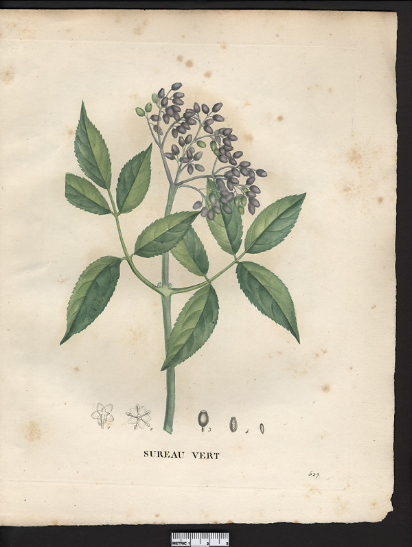 Sambucus virescens, sambucus nigra