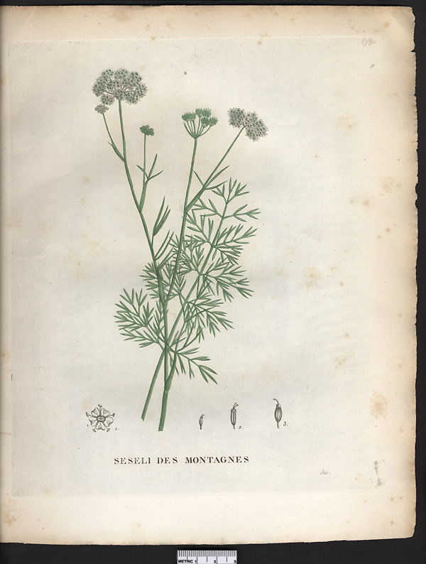 Seseli montanum
