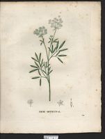 Ammi majus. Cliquer pour agrandir l'image. Ammi majus. Cliquer pour agrandir l'image.