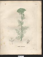 Ammi visnaga (Daucus). Cliquer pour agrandir l'image.
