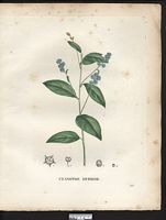 Ceanothus hybridus. Ceanothus americanus. Cliquer pour agrandir l'image. Ceanothus hybridus. Ceanothus americanus. Cliquer pour agrandir l'image.