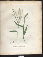 Digitaria sanguinalis. Cliquer pour agrandir l'image. Digitaria sanguinalis. Cliquer pour agrandir l'image.