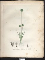Echinaria capitata. Cenchrus capitatus. Cliquer pour agrandir l'image. Echinaria capitata. Cenchrus capitatus. Cliquer pour agrandir l'image.