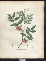 Glycine apios. apios americana. Cliquer pour agrandir l'image. Glycine apios. apios americana. Cliquer pour agrandir l'image.