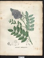 Glycine frutescens. wisteria frutescens. Cliquer pour agrandir l'image. Glycine frutescens. wisteria frutescens. Cliquer pour agrandir l'image.