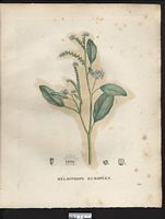 Heliotropium europaeum. Cliquer pour agrandir l'image. Heliotropium europaeum. Cliquer pour agrandir l'image.
