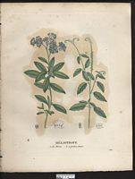 Héliotrope à petites fleurs (Heliotropium parviflorum), (Heliotropium angiospermum). Cliquer pour agrandir l'image. Héliotrope à petites fleurs (Heliotropium parviflorum), (Heliotropium angiospermum). Cliquer pour agrandir l'image.