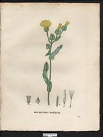 Helminthia echioides. Picris echioides. Cliquer pour agrandir l'image. Helminthia echioides. Picris echioides. Cliquer pour agrandir l'image.