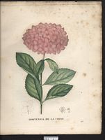 Hortensia opuloides. Hydrangea macrophylla. Cliquer pour agrandir l'image. Hortensia opuloides. Hydrangea macrophylla. Cliquer pour agrandir l'image.