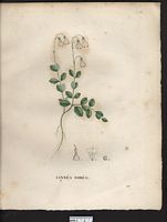 Linnaea borealis. Cliquer pour agrandir l'image. Linnaea borealis. Cliquer pour agrandir l'image.