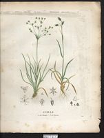 Luzula forsteri (Juncus). Cliquer pour agrandir l'image.