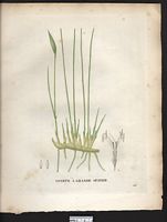 Lygeum spartum. Cliquer pour agrandir l'image. Lygeum spartum. Cliquer pour agrandir l'image.