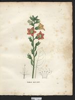 Nicotiana glutinosa. Cliquer pour agrandir l'image. Nicotiana glutinosa. Cliquer pour agrandir l'image.