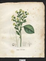 Nicotiana rustica. Cliquer pour agrandir l'image. Nicotiana rustica. Cliquer pour agrandir l'image.