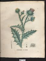 Onopordum acanthium. Cliquer pour agrandir l'image. Onopordum acanthium. Cliquer pour agrandir l'image.