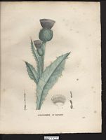 Onopordum arabicum. Onopordum nervosum. Cliquer pour agrandir l'image. Onopordum arabicum. Onopordum nervosum. Cliquer pour agrandir l'image.