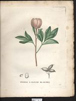 Paeonia albiflora. Paeonia lactiflora. Cliquer pour agrandir l'image. Paeonia albiflora. Paeonia lactiflora. Cliquer pour agrandir l'image.