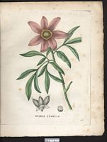 Paeonia faemina. Paeonia officinalis. Cliquer pour agrandir l'image. Paeonia faemina. Paeonia officinalis. Cliquer pour agrandir l'image.