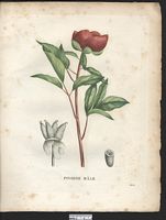 Paeonia mascula. Cliquer pour agrandir l'image. Paeonia mascula. Cliquer pour agrandir l'image.
