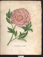 Paeonia moutan. Paeonia suffruticosa. Cliquer pour agrandir l'image. Paeonia moutan. Paeonia suffruticosa. Cliquer pour agrandir l'image.