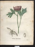 Paeonia peregrina. Cliquer pour agrandir l'image. Paeonia peregrina. Cliquer pour agrandir l'image.