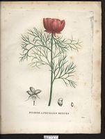 Paeonia tenuifolia. Cliquer pour agrandir l'image. Paeonia tenuifolia. Cliquer pour agrandir l'image.
