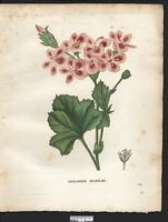 Pelargonium diadematum. Geranium. Cliquer pour agrandir l'image. Pelargonium diadematum. Geranium. Cliquer pour agrandir l'image.