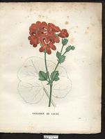 Pelargonium linnaei. Geranium. Cliquer pour agrandir l'image. Pelargonium linnaei. Geranium. Cliquer pour agrandir l'image.