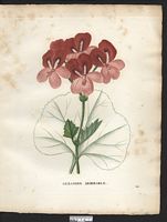 Pelargonium mirabile. Geranium. Cliquer pour agrandir l'image. Pelargonium mirabile. Geranium. Cliquer pour agrandir l'image.