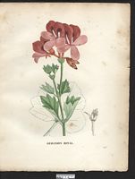 Pelargonium regium. Geranium. Cliquer pour agrandir l'image. Pelargonium regium. Geranium. Cliquer pour agrandir l'image.